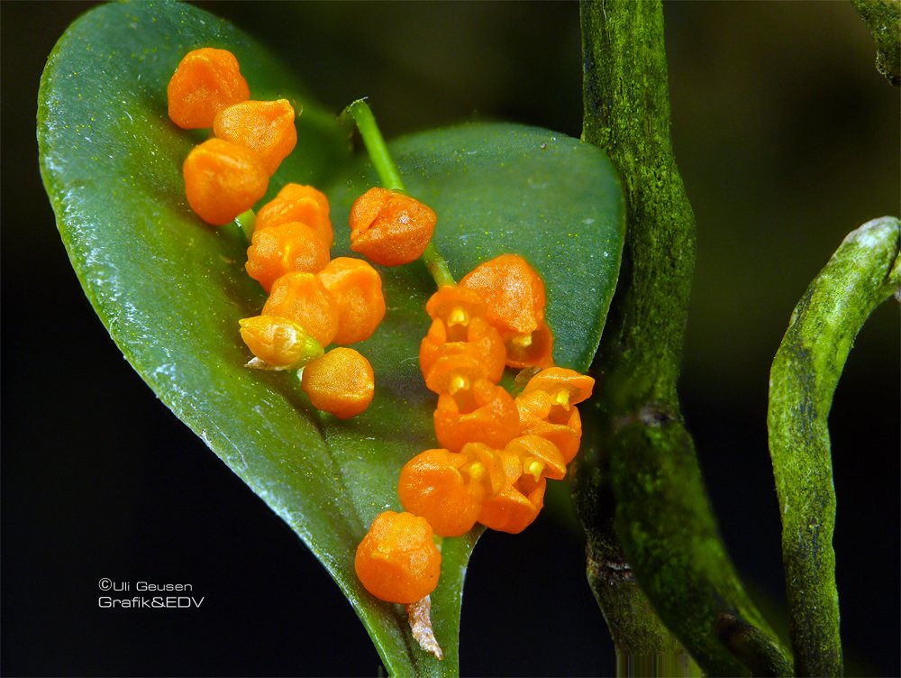 Pleurothallis truncata