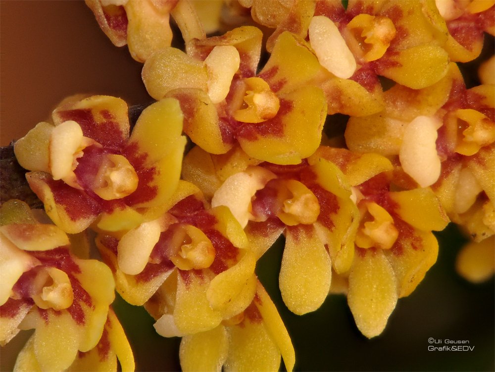 Pomatocalpa spicata