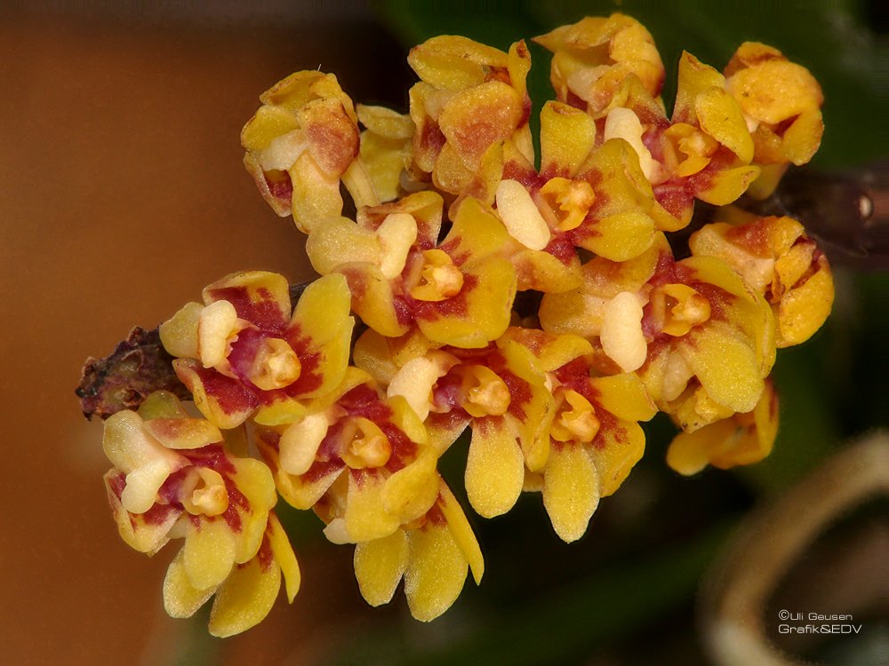 Pomatocalpa spicata