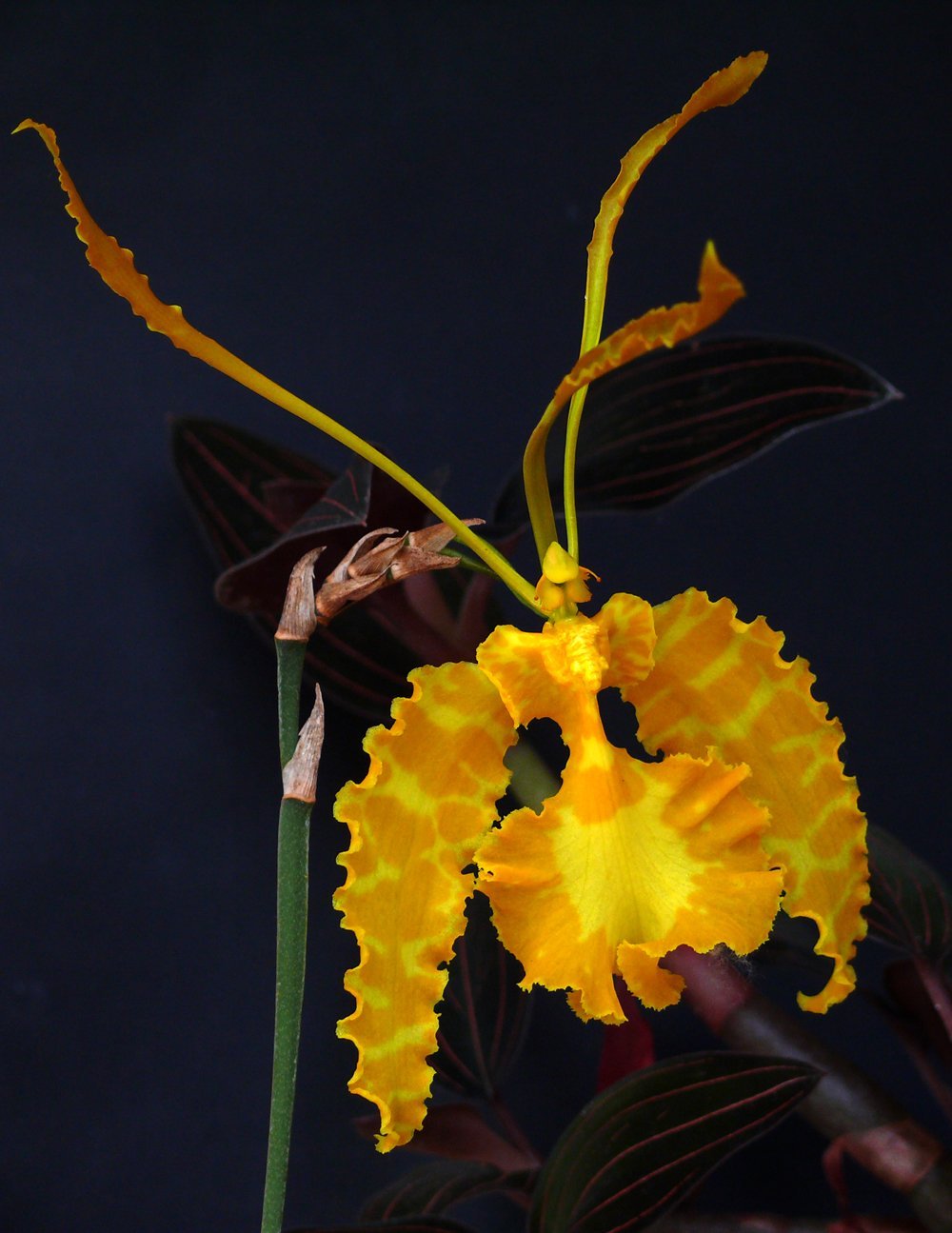 Psychopsis Mariposa