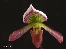 Paphiopedilum callosum