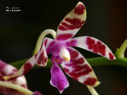 Phalaenopsis mariae