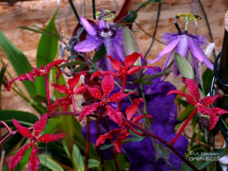 Renanthera bella