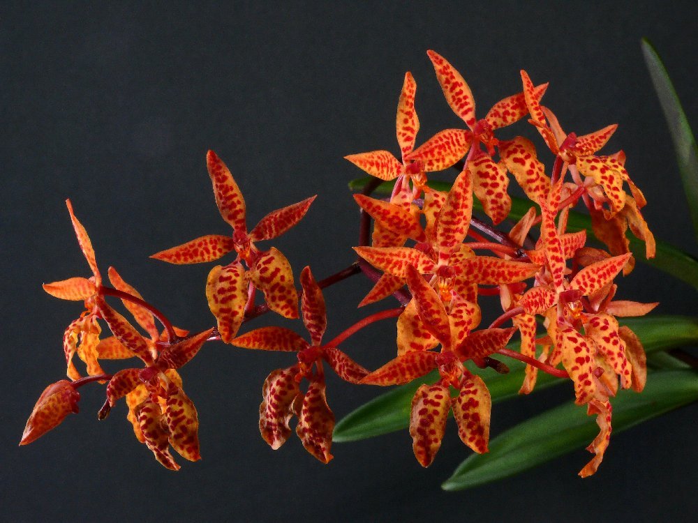 Renanthera monachica