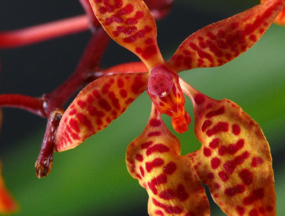 Renanthera monachica