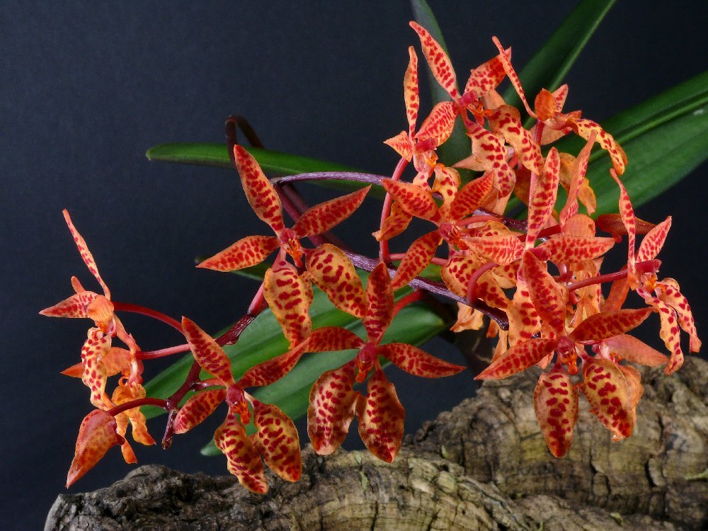 Renanthera monachica