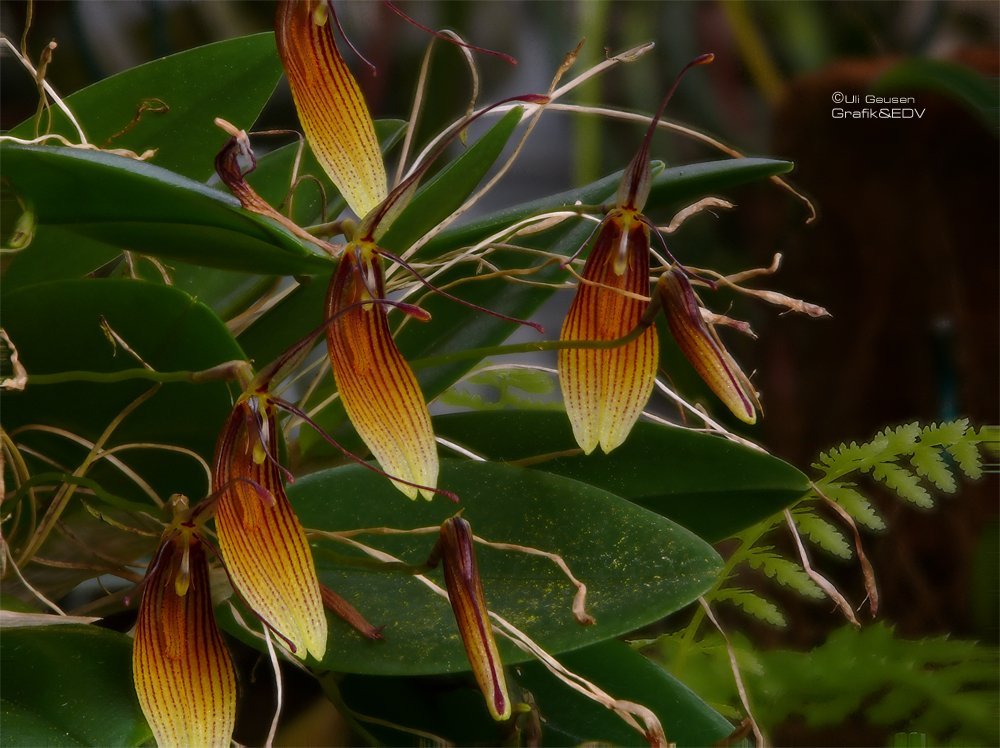 Restrepia trichoglossa