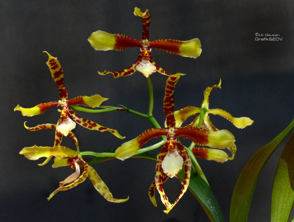 Rossioglossum Rawdon Jester