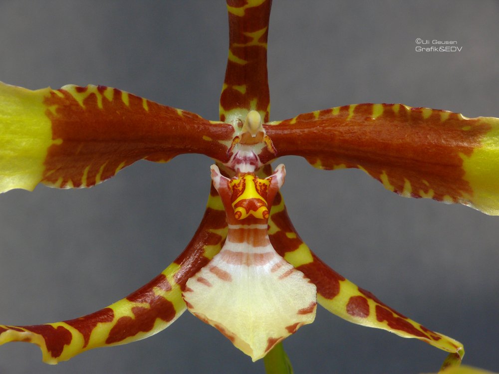 Rossioglossum Rawdon Jester