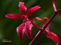 Renanthera bella