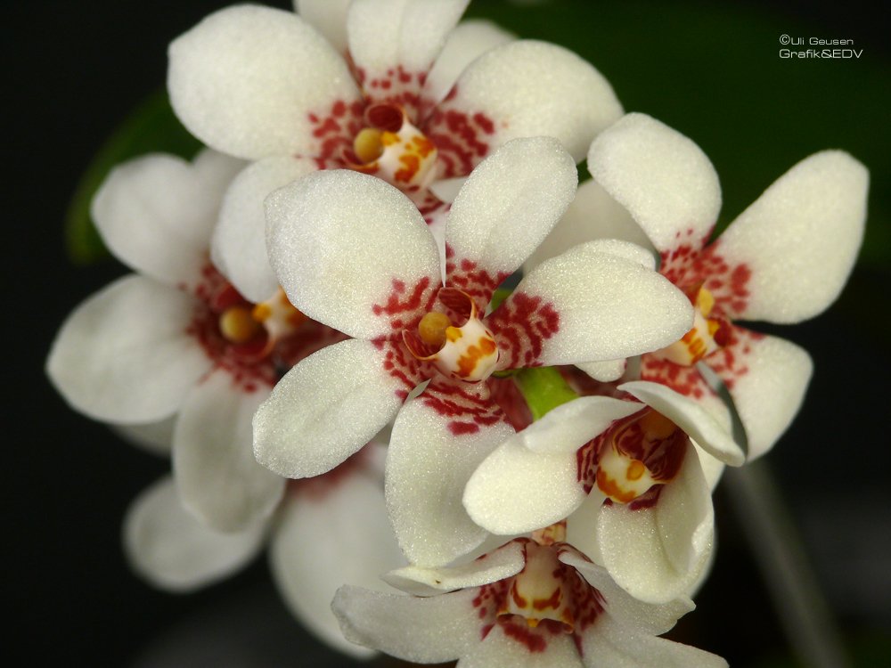 Sarcochilus hartmannii