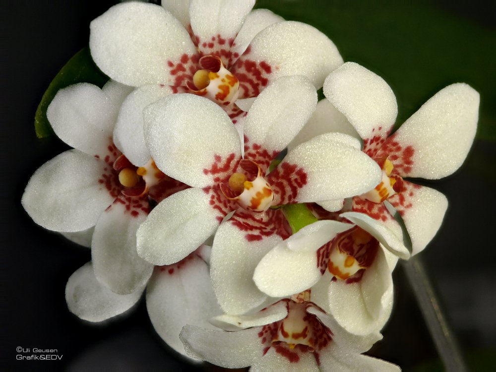 Sarcochilus hartmannii