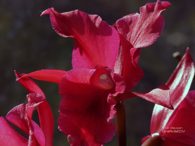 Cattleya Hybride