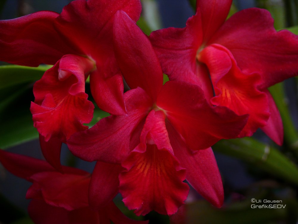 Sophrolaeliocattleya Jewel Box 'Scherezade'