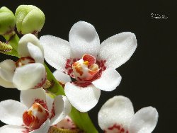 Sarcochilus hartmannii