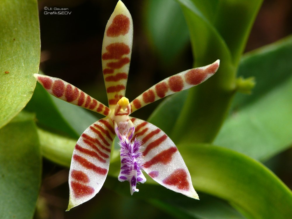 Trichoglottis smithii