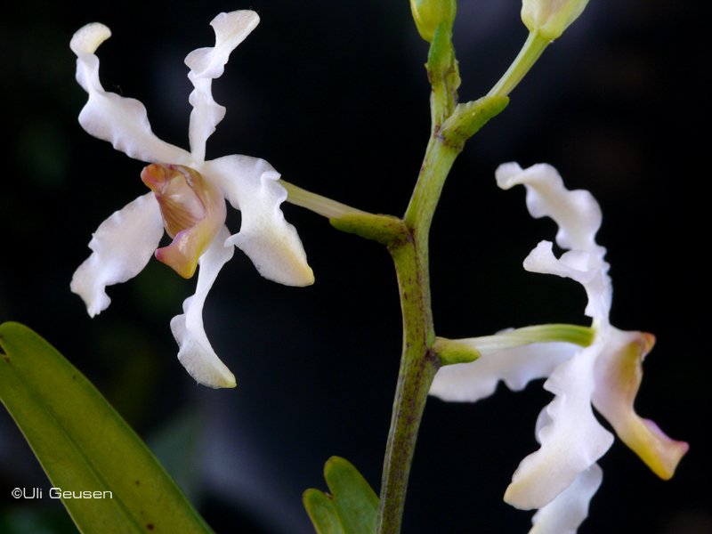 Vandopsis%20undulata%20P1190982.jpg