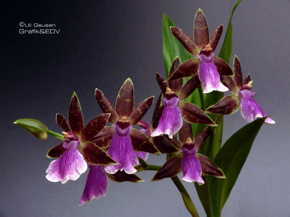 Zygopetalum Hybride